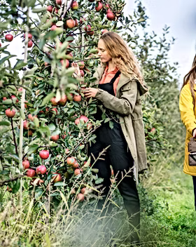 Girls Picking Apples Girls Picking Apples
